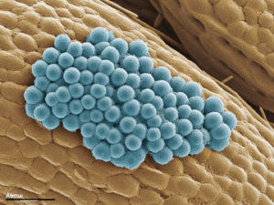 Hongos productores de micotoxinas en frutos secos almacenados Hongos productores de micotoxinas en frutos secos almacenados