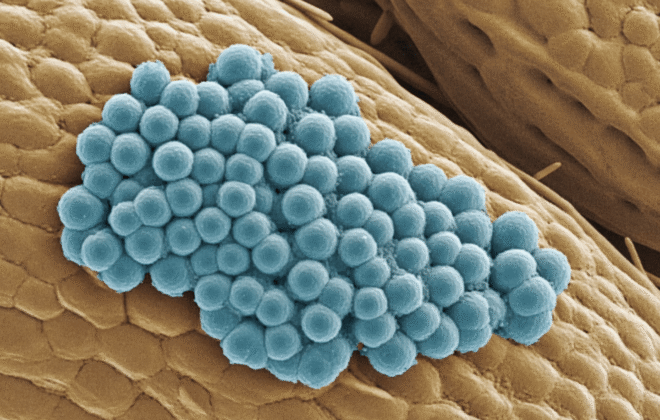 Hongos productores de micotoxinas en frutos secos almacenados