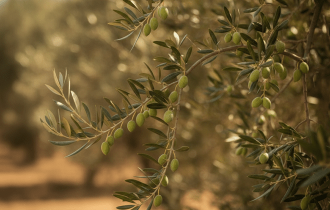 Foliar nutritional analysis in olive and almond trees — Laboratorio Agrama